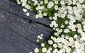 Daisies on an old tree. Ecology. Natural product